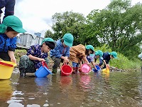 稚鮎放流3