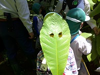 葉っぱのお面