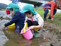 稚鮎放流4