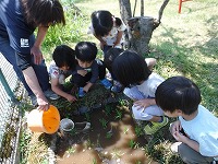 オタマジャクシを逃がします