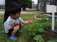 赤いいちごを発見