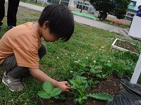いちごを発見！