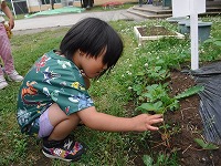 小さいけど食べれそうないちご