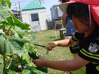 このキュウリ収穫します