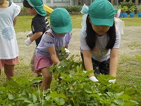 じゃがいもを掘っている