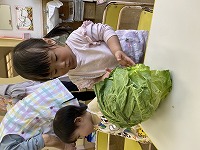 キャベツを触る女の子