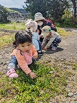 草花に触れて楽しんでいる子ども