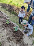 きゅうりの苗を見ている子ども達