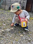 石を拾っている子ども