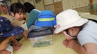 あおむしさんこんにちはー