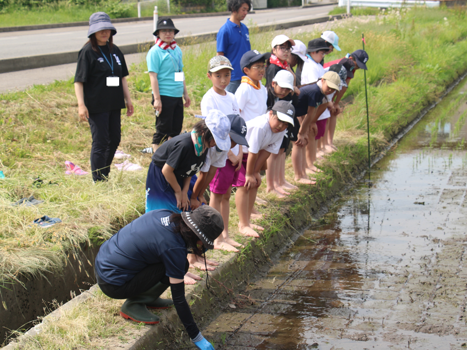 田植え