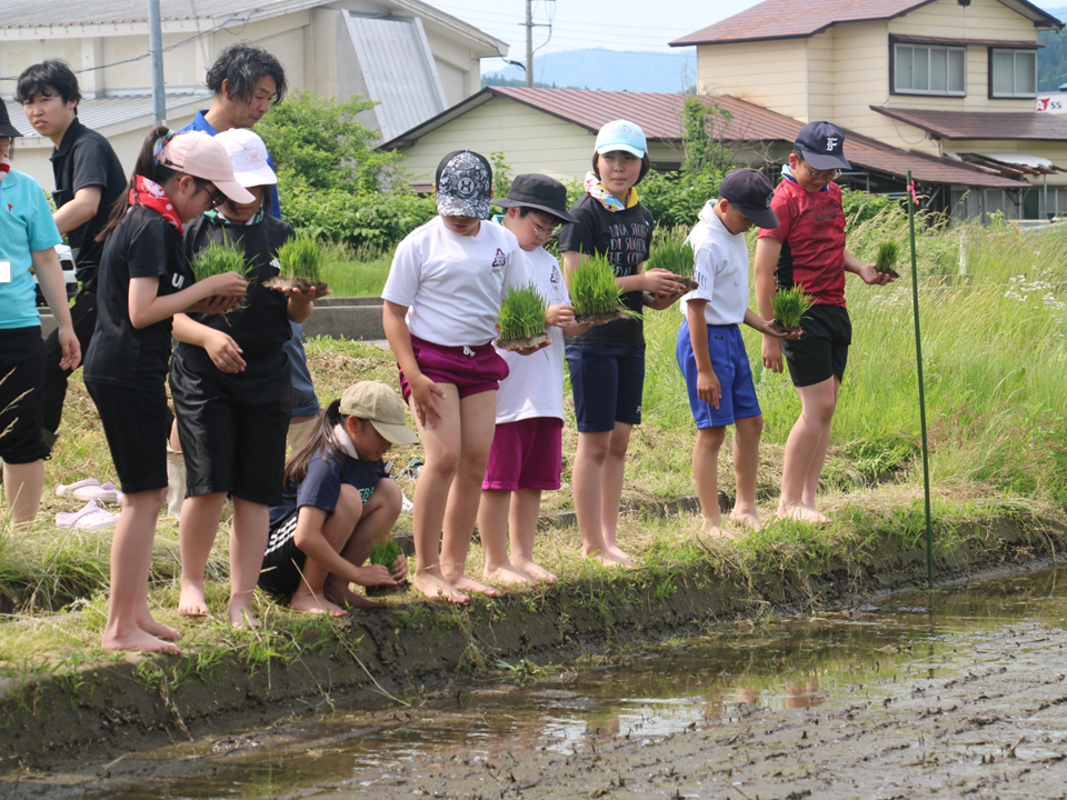田植え