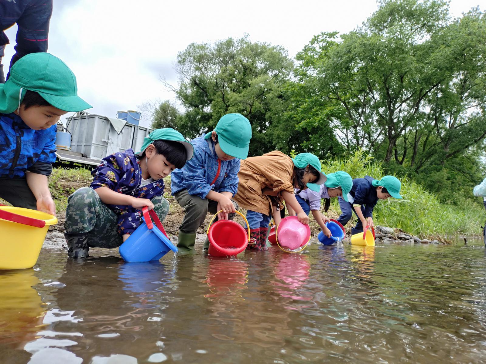 稚鮎放流体験