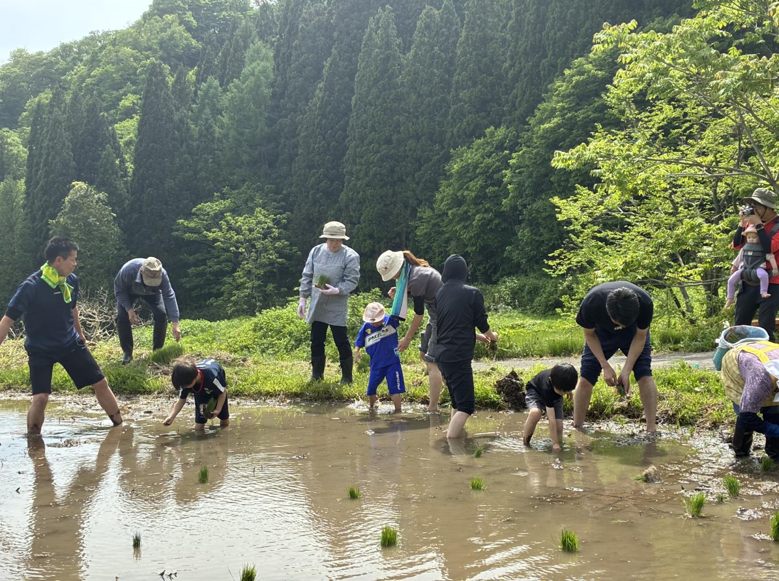 横倉田植え
