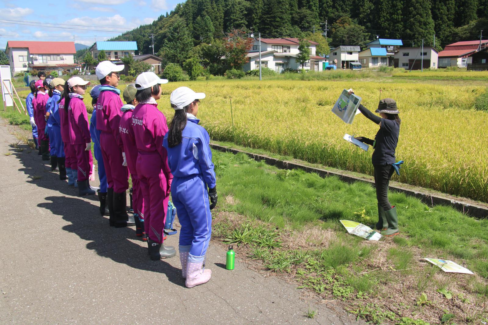藤里学園5年生稲刈り体験