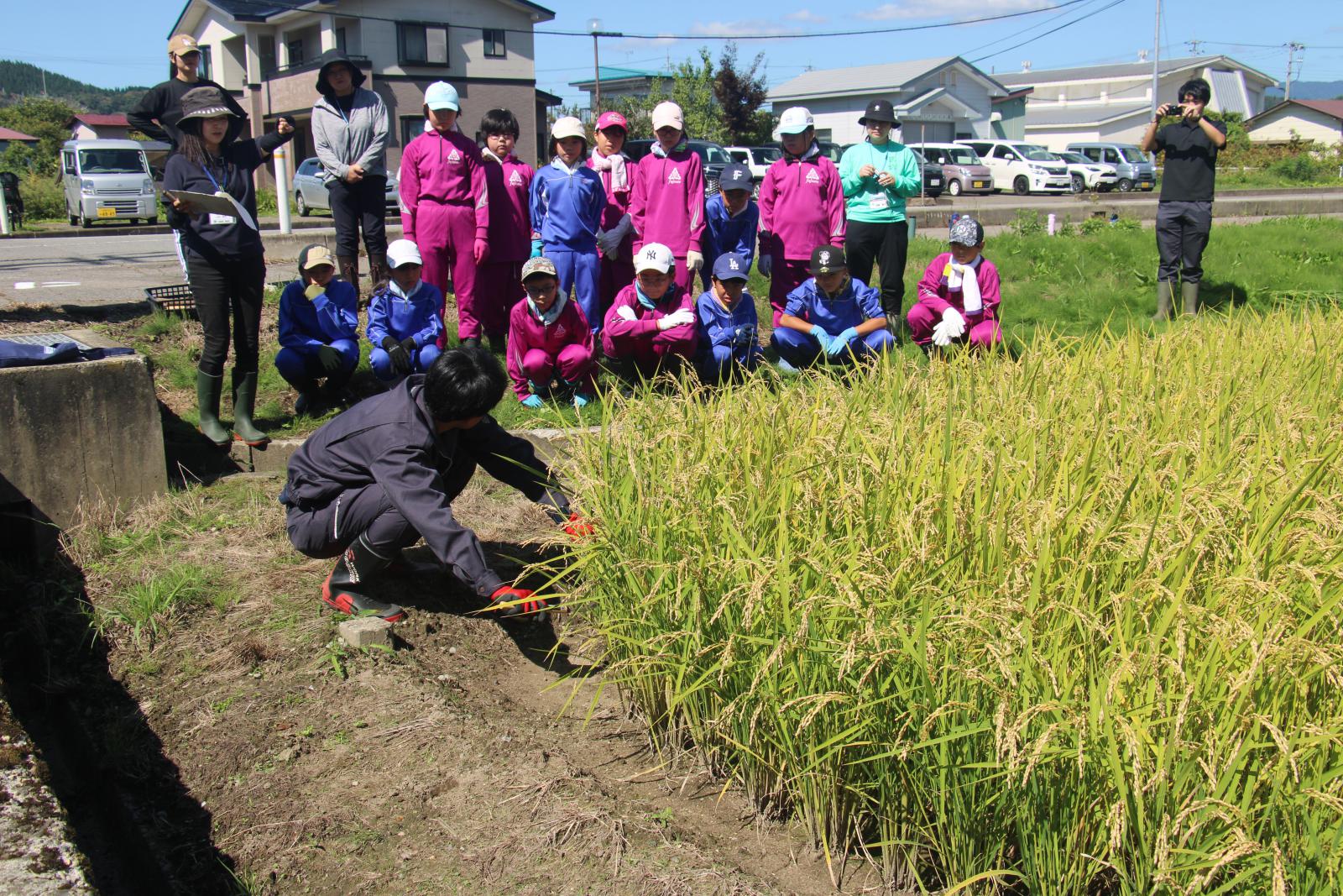藤里学園5年生稲刈り体験
