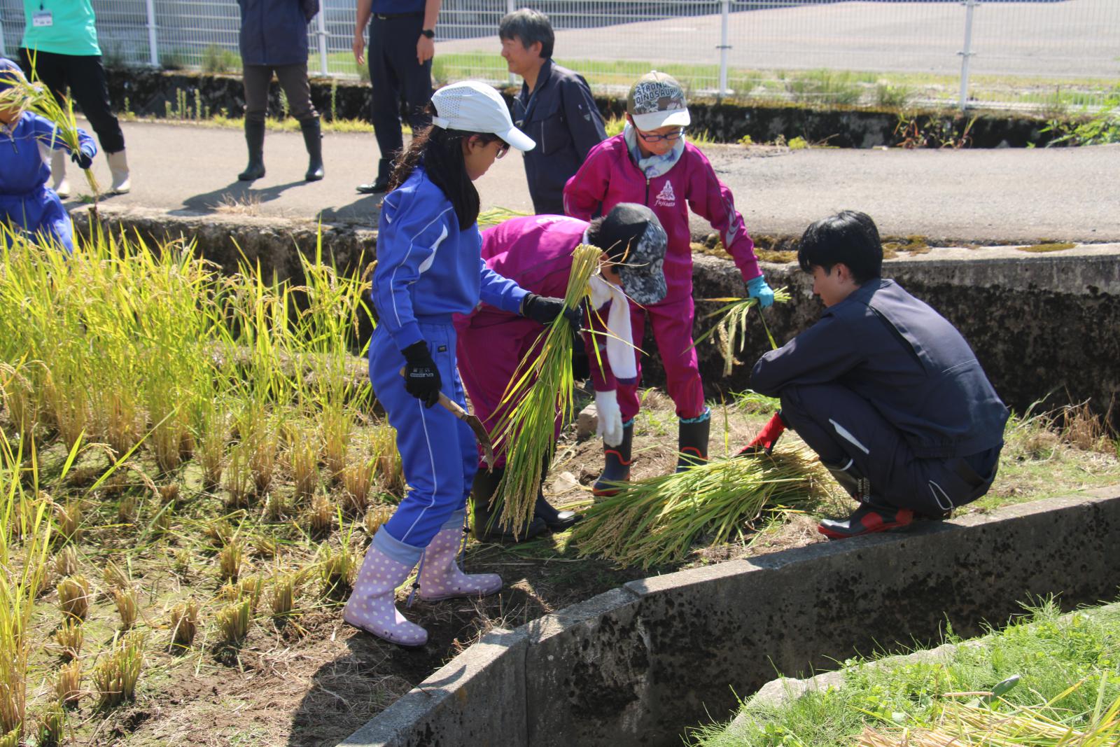 藤里学園5年生稲刈り体験