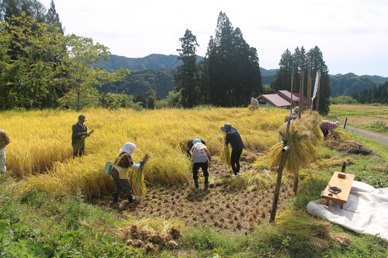 横倉地区棚田稲刈り