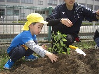 苗植え4