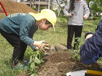 苗植え5