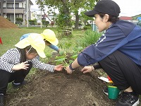 苗植え6