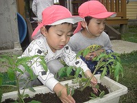優しく土をかぶせます