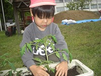 野菜の苗を植えました