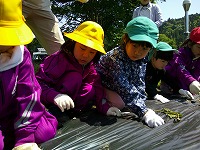 さつまいもの苗植えをする男の子１