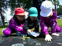 さつまいもの苗植えをする男の子３