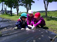 さつまいもの苗植えをする男の子４