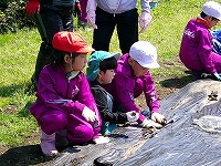 さつまいもの苗植えをする男の子２