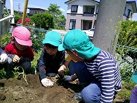 もも組さんとさつまいもの苗植え２