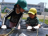 もも組さんとさつまいもの苗植え１