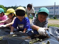 苗植え2