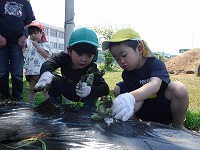 苗植え3