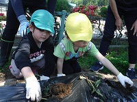 もも組さんとさつまいもの苗植え３