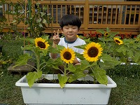 ひまわりと子ども