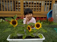 ひまわりと子ども