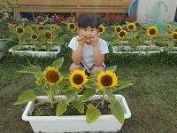 ひまわりと子ども