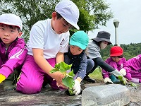 苗植え4