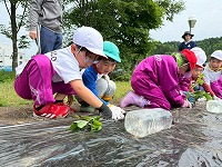 苗植え7