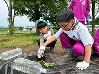 苗植え6