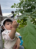 ミニトマトを収穫する女の子