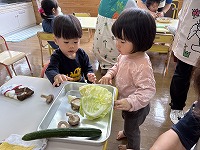 キャベツの葉をめくろうとしている