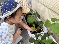 イチゴの収穫