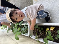 イチゴの収穫