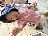 イチゴの収穫
