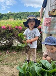 小松菜を収穫した男の子