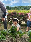 小松菜を収穫している女の子