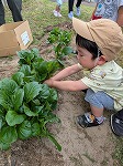 小松菜を収穫する男の子